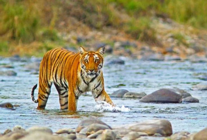 Jim Corbett National Park